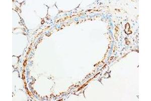 Immunohistochemistry (Paraffin-embedded Sections) (IHC (p)) image for anti-Cytochrome C, Somatic (CYCS) (C-Term) antibody (ABIN1106890)
