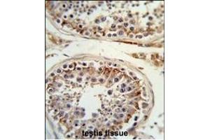 Formalin-fixed and paraffin-embedded human testis tissue reacted with ITGB3 Antibody (C-term), which was peroxidase-conjugated to the secondary antibody, followed by DAB staining. (Integrin beta 3 Antikörper  (C-Term))