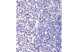 (ABIN6242307 and ABIN6577974) staining (Mouse) Eed in Mouse spleen tissue sections by Immunohistochemistry (IHC-P - paraformaldehyde-fixed, paraffin-embedded sections). (EED Antikörper  (AA 269-303))