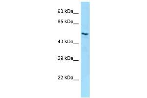 Western Blotting (WB) image for anti-Leukocyte Immunoglobulin-Like Receptor, Subfamily B (With TM and ITIM Domains), Member 5 (LILRB5) (C-Term) antibody (ABIN2789571)