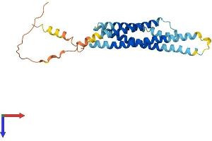 MS4A7 Protein (AA 1-240) (His tag)