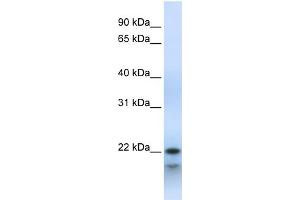 WB Suggested Anti-POLR3H Antibody Titration:  0. (POLR3H Antikörper  (Middle Region))