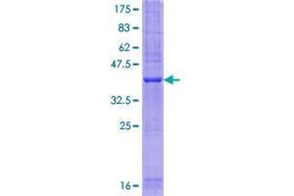 SFT2D1 Protein (AA 1-159) (GST tag)