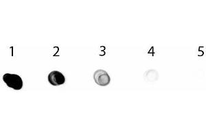 Dot Blot (DB) image for Mouse anti-Rabbit IgG (Heavy & Light Chain) antibody (Alkaline Phosphatase (AP)) - Preadsorbed (ABIN101918)