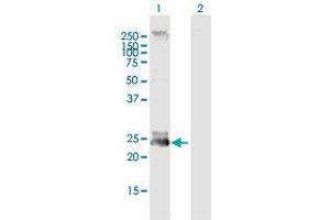 Western Blot analysis of FGF19 expression in transfected 293T cell line by FGF19 MaxPab polyclonal antibody. (FGF19 Antikörper  (AA 1-216))