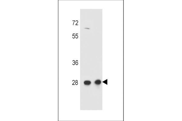 CCDC134 anticorps  (C-Term)