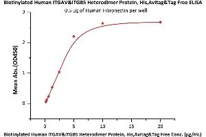 Immobilized Human Fibronectin at 5 μg/mL (100 μL/well) can bind Biotinylated Human ITGAV&ITGB5 Heterodimer Protein, His,Avitag&Tag Free (ABIN5955012,ABIN6253518) with a linear range of 0.