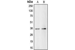 Western blot analysis of BUB3 expression in HeLa (A), HEK293T (B) whole cell lysates.