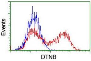 Image no. 5 for anti-Dystrobrevin, beta (DTNB) antibody (ABIN1497913) (Dystrobrevin beta Antikörper)