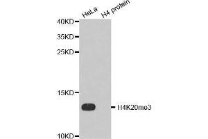 Western Blotting (WB) image for anti-Histone H4 (3meLys20) antibody (ABIN6219533) (Histone H4 Antikörper  (3meLys20))