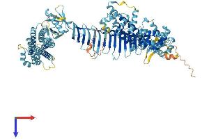 ALS2CL Protein (AA 1-953) (His tag)