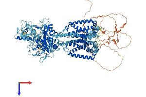 Patched 2 Protein (PTCH2) (AA 1-1182) (His tag)