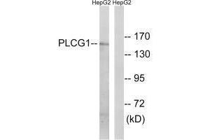 Western blot analysis of extracts from COS7 cells treated with EGF (200 ng/mL, 30 min), using PLCG1 (Ab-771) antibody. (Phospholipase C gamma 1 Antikörper  (Tyr771))