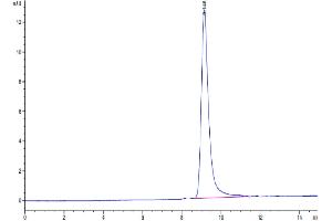 The purity of Cynomolgus IL-5 is greater than 95 % as determined by SEC-HPLC. (IL-5 Protein (AA 20-134) (His tag))