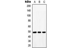 Western blot analysis of BMP10 expression in HeLa (A), NIH3T3 (B), H9C2 (C) whole cell lysates. (BMP10 Antikörper  (Center))
