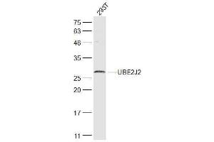 293T lysates probed with UBE2J2 Polyclonal Antibody, Unconjugated  at 1:300 dilution and 4˚C overnight incubation. (UBE2J2 Antikörper  (AA 1-100))