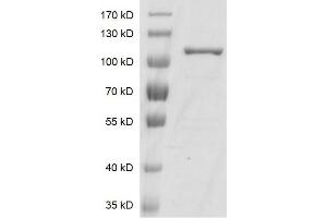 Recombinant AGO2 protein gel. (AGO2 Protein (DYKDDDDK Tag))