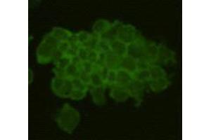 Immunocytochemistry (ICC) image for anti-RAS (RAD and GEM)-Like GTP Binding 2 (REM2) antibody (ABIN1112927) (REM2 Antikörper)