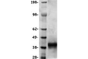 Validation with Western Blot (Stanniocalcin 2 Protein (STC2) (DYKDDDDK-His Tag))