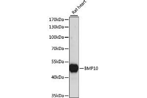 Western blot analysis of extracts of rat heart, using BMP10 antibody (ABIN7265895) at 1:1000 dilution. (BMP10 Antikörper  (AA 22-316))
