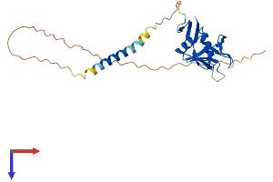 KLRC2 Protein (AA 1-231) (His tag)