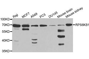 Western blot analysis of extracts of various cell lines, using RPS6KB1 antibody. (RPS6KB1 Antikörper  (AA 1-352))