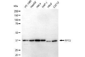 anti-Replication Factor C (Activator 1) 2, 40kDa (RFC2) antibody