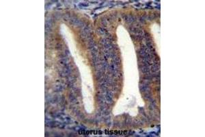 Immunohistochemistry (IHC) image for anti-RNA Binding Protein with Multiple Splicing 2 (RBPMS2) antibody (ABIN2996538) (RBPMS2 Antikörper)