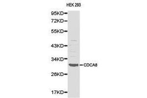 Western Blotting (WB) image for anti-Cell Division Cycle Associated 8 (CDCA8) antibody (ABIN1871692) (CDCA8 Antikörper)