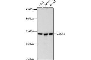 CECR5 Antikörper