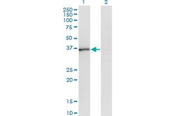 PQBP1 antibody  (AA 184-265)