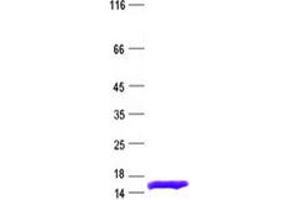Western Blotting (WB) image for Fatty Acid Binding Protein 3, Muscle and Heart (FABP3) protein (His tag) (ABIN2720663)