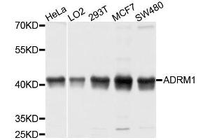 Western blot analysis of extracts of various cell lines, using ADRM1 antibody. (ADRM1 Antikörper  (AA 108-407))