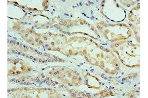 Immunohistochemistry of paraffin-embedded human kidney tissue using ABIN7147915 at dilution of 1:100 (CLDN8 Antikörper  (AA 141-225))