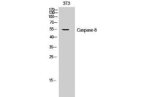 Western Blotting (WB) image for anti-Caspase 8 (CASP8) (Ser2) antibody (ABIN3183671) (Caspase 8 Antikörper  (Ser2))