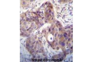 Immunohistochemistry (IHC) image for anti-Kallikrein 6 (KLK6) antibody (ABIN3002615) (Kallikrein 6 Antikörper)