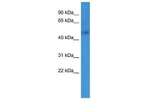 Western Blot showing ADRA1B antibody used at a concentration of 1-2 ug/ml to detect its target protein. (ADRA1B Antikörper  (N-Term))