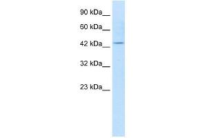 KCNQ1 antibody used at 1. (KCNQ1 Antikörper  (N-Term))