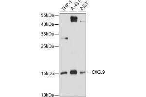 Western blot analysis of extracts of various cell lines, using CXCL9 antibody (ABIN6134302, ABIN6139277, ABIN6139278 and ABIN6218996) at 1:3000 dilution. (CXCL9 Antikörper  (C-Term))