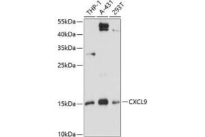 Western blot analysis of extracts of various cell lines, using CXCL9 antibody (ABIN6134302, ABIN6139277, ABIN6139278 and ABIN6218996) at 1:3000 dilution.