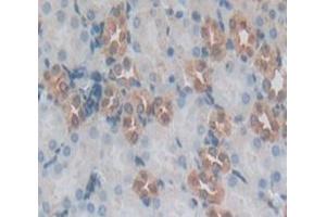 IHC-P analysis of Mouse Tissue, with DAB staining. (IDO Antikörper  (AA 26-199))