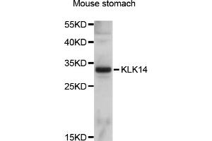 Western blot analysis of extracts of mouse stomach, using KLK14 antibody (ABIN5998082) at 1/1000 dilution. (Kallikrein 14 Antikörper)