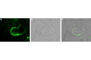 Immunocytochemistry (ICC) image for anti-Amiloride-Sensitive Cation Channel 2, Neuronal (ACCN2) (AA 368-382), (Extracellular) antibody (ABIN7042913)