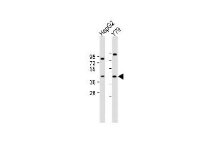 All lanes : Anti-PTGDR Antibody (C-Term) at 1:2000 dilution Lane 1: HepG2 whole cell lysate Lane 2: Y79 whole cell lysate Lysates/proteins at 20 μg per lane. (PTGDR Antikörper  (AA 306-348))