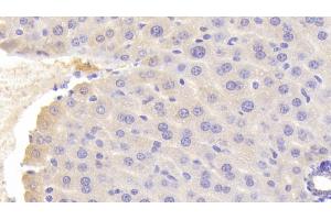 Detection of OGG1 in Mouse Liver Tissue using Polyclonal Antibody to Oxoguanine Glycosylase 1 (OGG1) (OGG1 Antikörper  (AA 31-345))