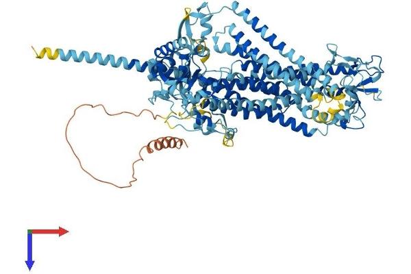 Anoctamin 5 Protein (ANO5) (AA 1-904) (His tag)