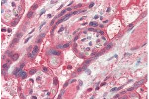 Human Placenta (formalin-fixed, paraffin-embedded) stained with FAIM antibody ABIN337178 at 2. (FAIM Antikörper  (AA 121-132))