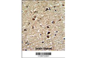 Formalin-fixed and paraffin-embedded human brain tissue reacted with XPO1 Antibody , which was peroxidase-conjugated to the secondary antibody, followed by DAB staining. (XPO1 Antikörper  (C-Term))