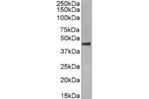Western Blot using anti-CCR5 (phosphoserine 349) antibody E11/19. (Rekombinanter CCR5 Antikörper  (pSer349))