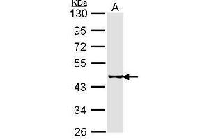 WB Image Sample (30 ug of whole cell lysate) A: H1299 10% SDS PAGE SEPHS2 antibody antibody diluted at 1:1000 (SEPHS2 Antikörper)